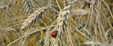 duro bio diversità