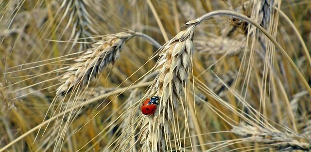 duro bio diversità